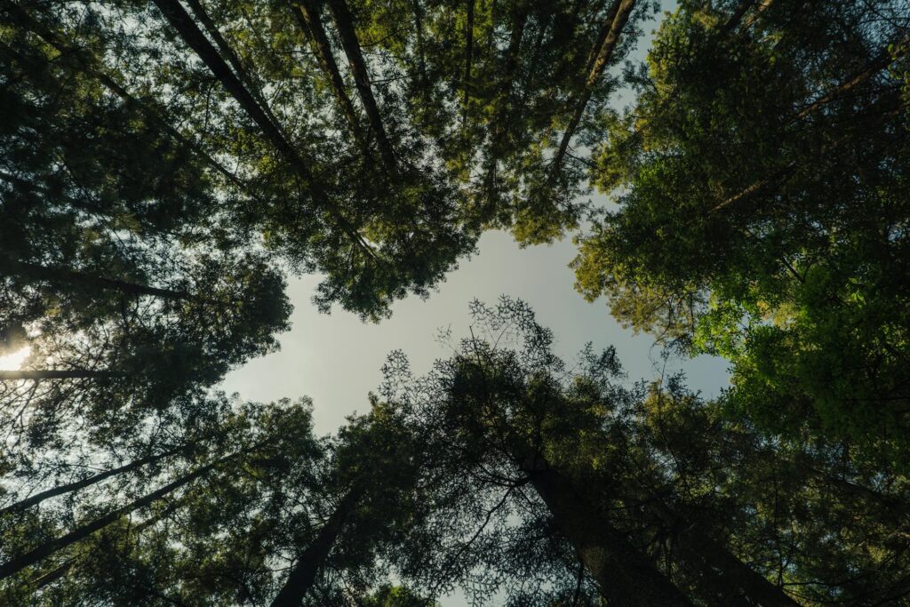 There is a Japanese proverb that says even monkeys fall from trees, and the people who need to hear it most are the ones who built their entire identity on never falling — because they’re not afraid of the ground, they’re afraid of being ordinary