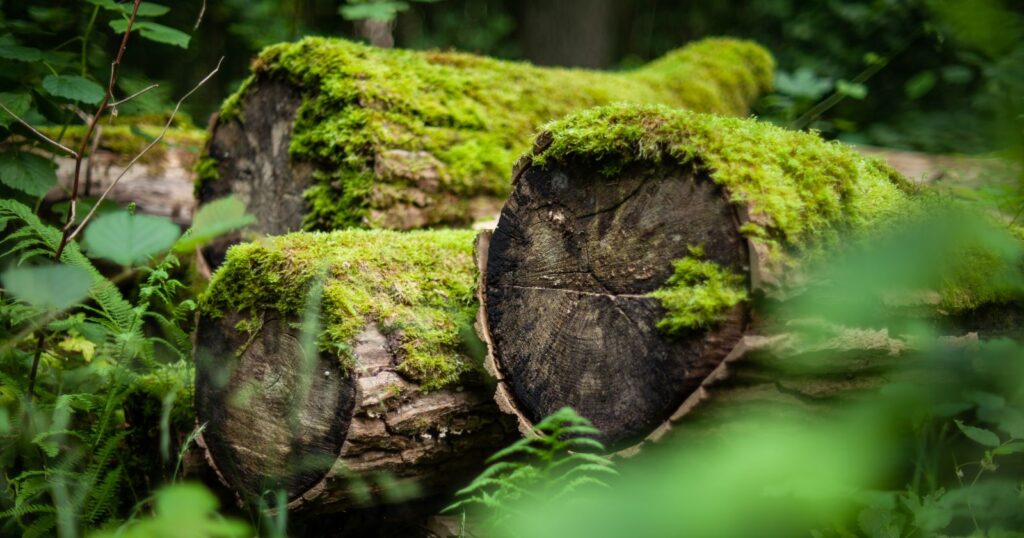 The Rot of Taking: On Reciprocity with the Land, the People, and the Attention You Steal from Yourself