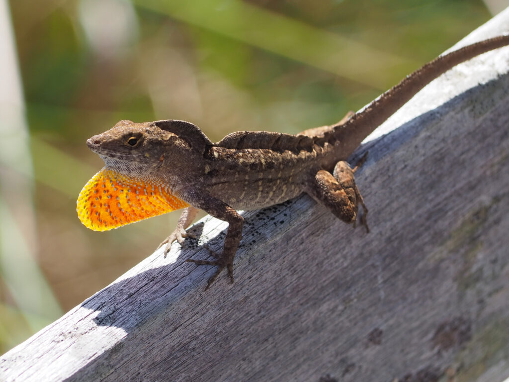 In May 2005 one male and one female Anolis sagrei lizard were moved from Iron Cay to each of seven hurricane-cleared Bahamian islands; within four years every population had evolved shorter hindlimbs