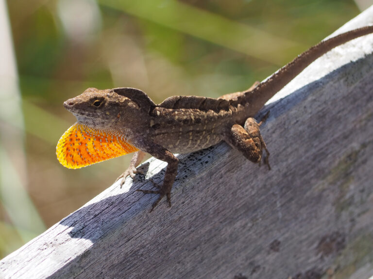 Brown anole (Anolis sagrei) displaying dewlap. Photo: Nosferattus / Wikimedia Commons (CC0 1.0).