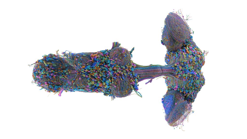 HHMI Janelia and Google mapped more than 166,000 neurons and about 11,700 cell types in a male fruit fly’s brain, producing the first complete wiring diagram of a male fly central nervous system
