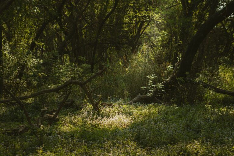 Peaceful green forest clearing with sunlit foliage and serene atmosphere.