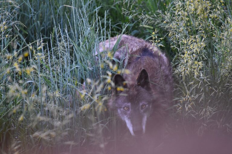 A wild wolf stealthily prowls through tall grass in a natural setting.